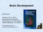 The Developing Brain