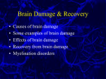 Lecture 11 Brain Damage & Recovery