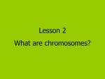 chromosomes