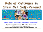 Role of Cytokines in Stem Cell Self