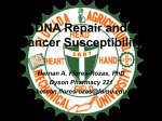 DNA repair and Cancer Susceptibility