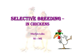 Selective Breeding – In Chickens