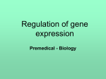 Lac operon - positive regulation Gene expression of eukaryotic cells
