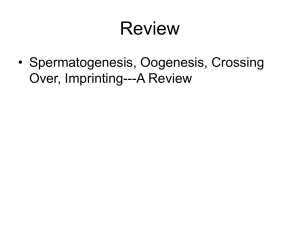 spermatoenesis oogenesis crossing over