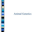 ANIMAL GENETICS