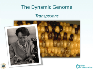 Plant transposons