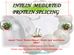 INTEIN MEDIATED PROTEIN SPLICING