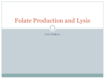 Folate Production and Lysis