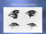 110586_Natural_Selection