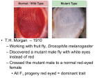 Chromosomes and Mapping