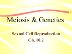 Meiosis Chapeter 11 section #4