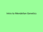 Intro to Mendelian Genetics