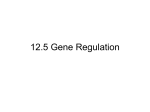 12.5 Gene Regulation