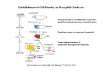 Establishment of Cell Identity in Drosophila Embryos
