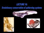 Model Genetic Organisms