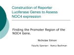 Construction of Reporter Luciferase Genes to Assess NOC4