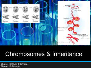 Chromosomes & Inheritance