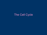 mitosis & cell cycle