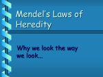 Mendel`s Laws of Heredity