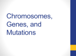 Chromosomes and Mutations Chromosomes and