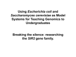 Using Escherichia coli and Saccharomyces