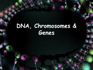 DNA, Chromosomes & Genes - Blountstown Middle School