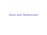 20. Genes and chromosomes