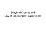 Dihybrid Crosses and Law of Independent Assortment - kyoussef-mci