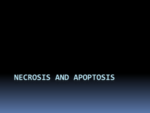 03-Necrosis and apoptosis 2008