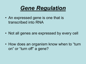 Eukaryotic Gene Regulation