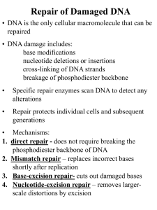 Repair of Damaged DNA
