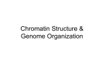 Chromatin Structure & Genome Organization