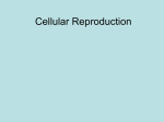 Asexual vs. sexual reproduction