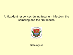 Gallé Ágnes - Antioxidant responses during fusarium infection