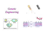 Genetic Engineering - mvhs