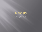 meiosis - My CCSD