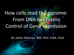 repressor protein