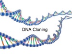 DNA Cloning - MrMsciences