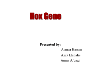 Homeotic genes