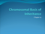 Chromosomal Basis of Inheritance