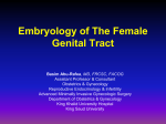 Embriology Genital Tract