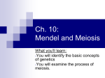 Ch. 10: Mendel and Meiosis