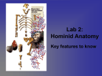 Lab 2: Hominid Anatomy