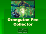 Orangutan Pee Collector