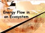 Energy Flow - Mr. Tyrrell