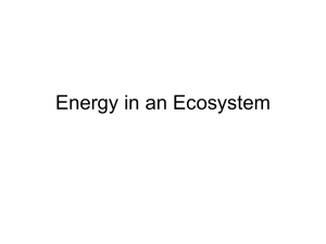 Energy in an Ecosystem