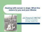 Dealing with cancer in dogs: What this means to you and