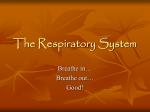 The Respiratory System