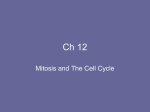 The Cell Cycle