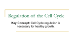 cell cycle regulation and cancer cells